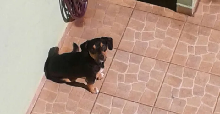 Cachorro ra a Salsicha idade 3 anos nome Bobi