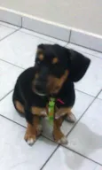 Bobi