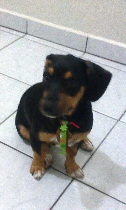 Cachorro ra a Salsicha idade 3 anos nome Bobi