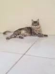 Fumaça