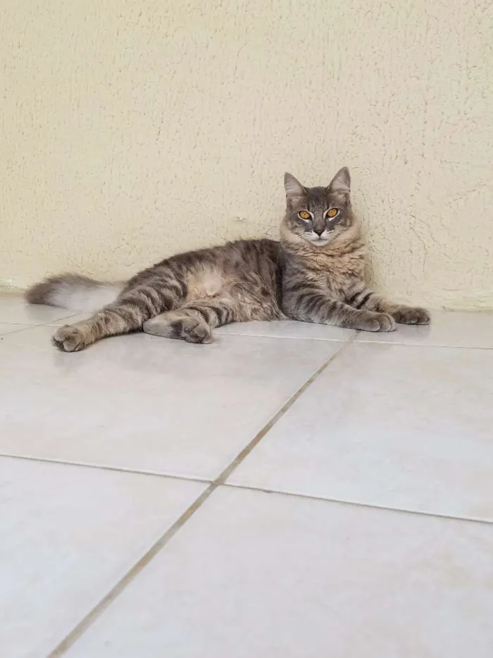 Gato ra a SD idade 7 a 11 meses nome Fumaça
