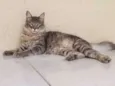 Fumaça