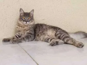 Gato raça SD idade 7 a 11 meses nome Fumaça