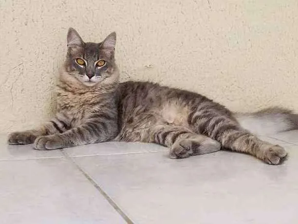 Gato ra a SD idade 7 a 11 meses nome Fumaça