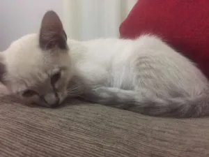 Gato raça Vira lata idade Abaixo de 2 meses nome alice