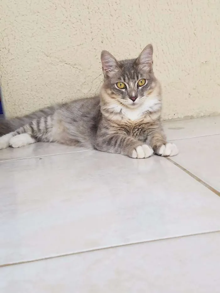 Gato ra a SRD idade 7 a 11 meses nome Dino