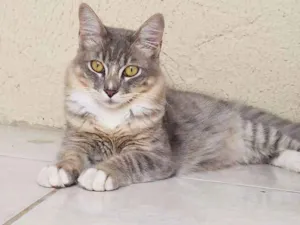 Gato raça SRD idade 7 a 11 meses nome Dino