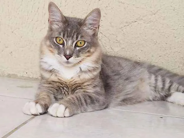 Gato ra a SRD idade 7 a 11 meses nome Dino