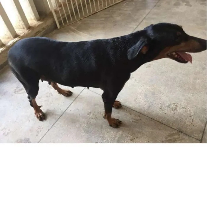 Cachorro ra a Dobermann idade 6 ou mais anos nome Thor e Jade