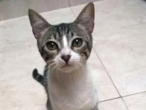 Gato raça  idade 2 a 6 meses nome sofia