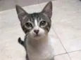 sofia