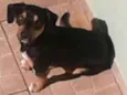 Bobi