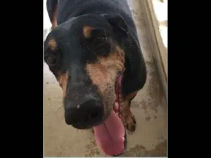 Cachorro raça Dobermann idade 6 ou mais anos nome Thor e Jade