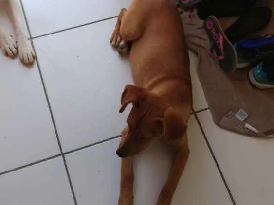 Cachorro ra a Srd idade 2 a 6 meses nome Nino