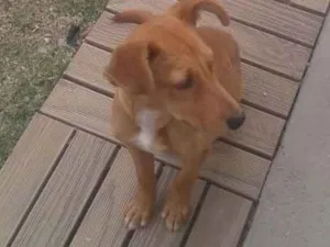 Cachorro raça Srd idade 2 a 6 meses nome Nino