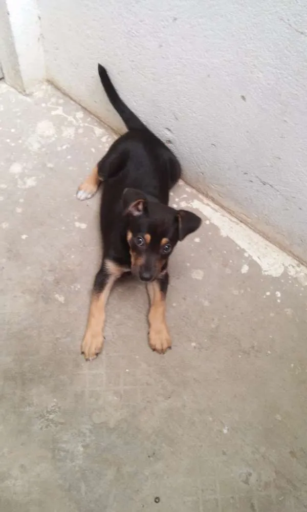 Cachorro raça Mestiça pe idade 2 a 6 meses nome Bibi