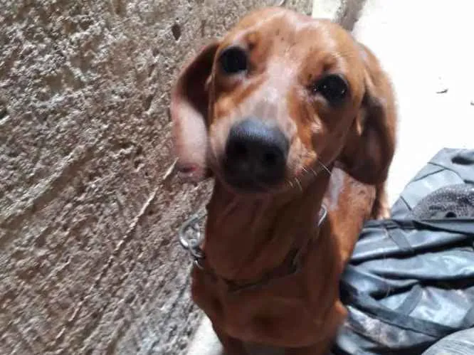 Cachorro ra a Basset idade 1 ano nome Cristal
