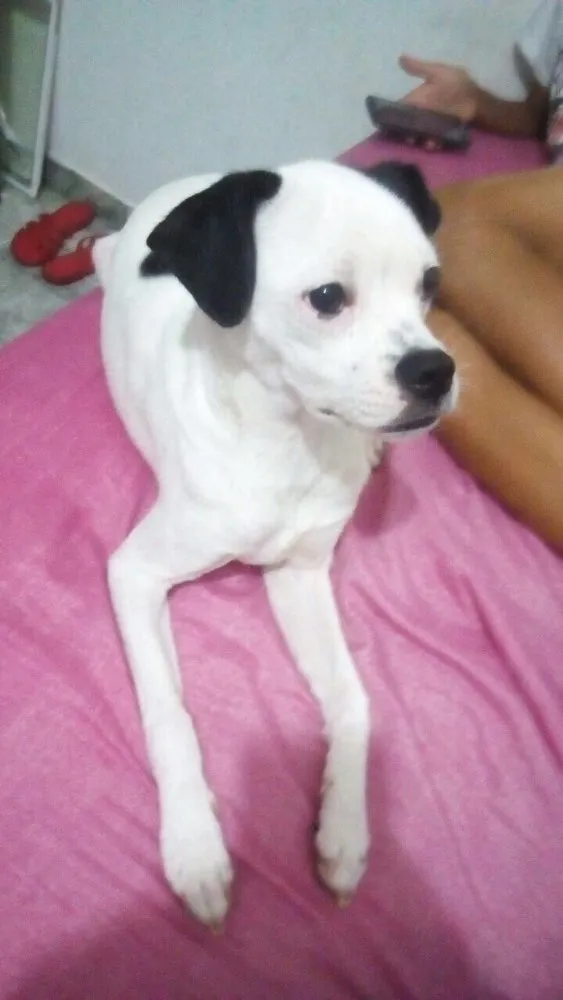 Cachorro ra a Indefinida  idade 2 a 6 meses nome Theodoro