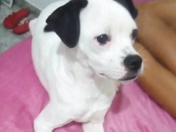Cachorro ra a Indefinida  idade 2 a 6 meses nome Theodoro