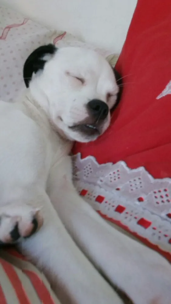 Cachorro ra a Indefinida  idade 2 a 6 meses nome Theodoro