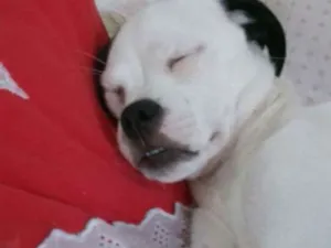 Cachorro raça Indefinida  idade 2 a 6 meses nome Theodoro