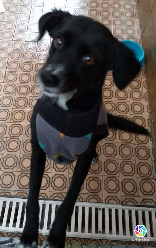 Cachorro ra a SRD idade 5 anos nome TOPIC