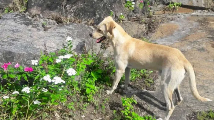 Cachorro ra a SRD idade 2 anos nome Max