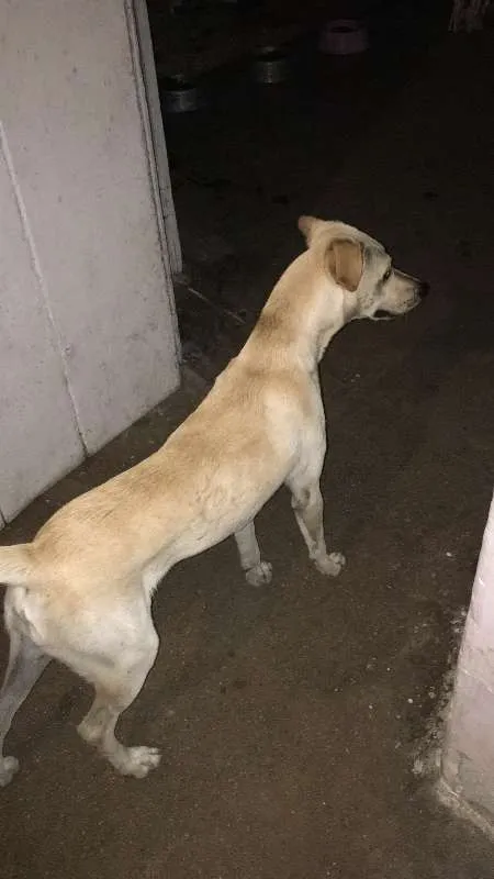 Cachorro ra a SRD idade 2 anos nome Max