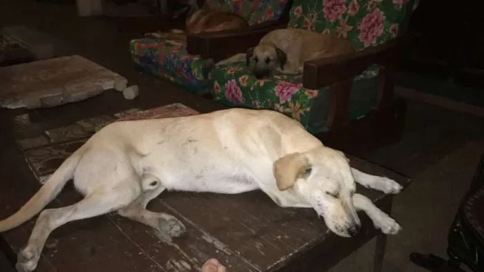 Cachorro ra a SRD idade 2 anos nome Max