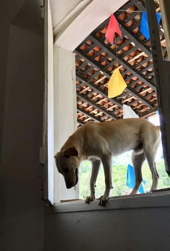 Cachorro ra a SRD idade 2 anos nome Max