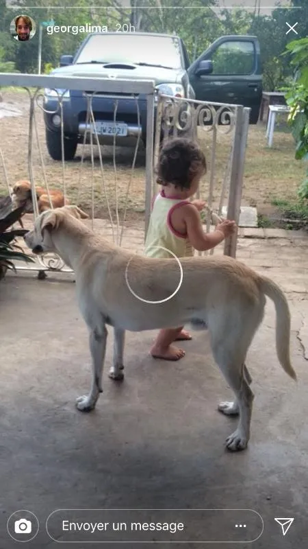 Cachorro ra a SRD idade 2 anos nome Max