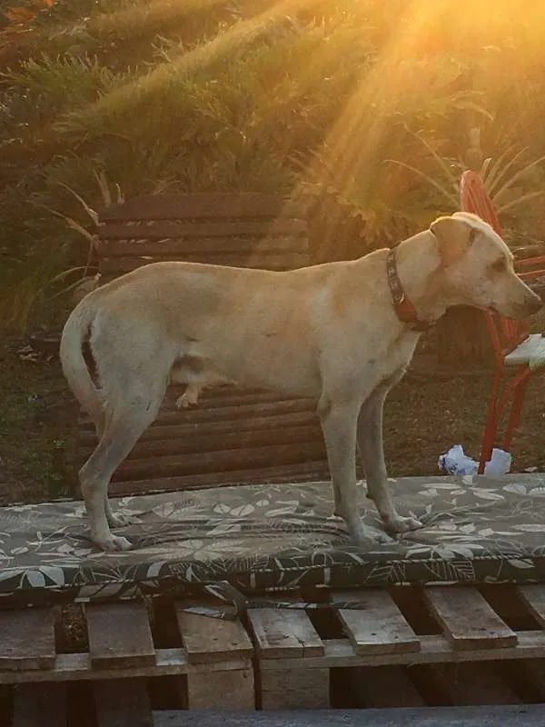 Cachorro ra a SRD idade 2 anos nome Max