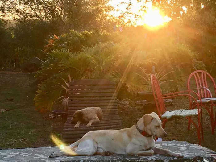 Cachorro ra a SRD idade 2 anos nome Max