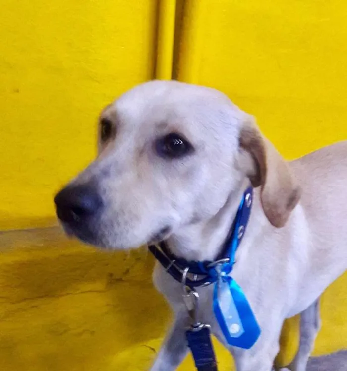 Cachorro ra a SRD idade 2 anos nome Max