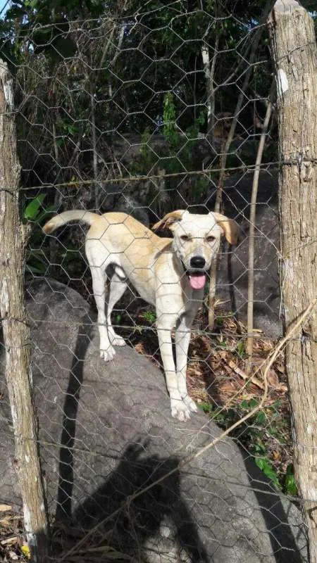 Cachorro ra a SRD idade 2 anos nome Max