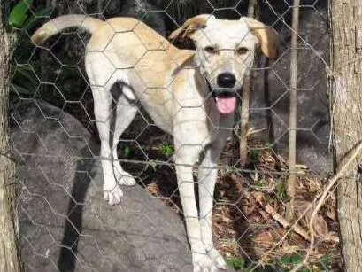 Cachorro ra a SRD idade 2 anos nome Max