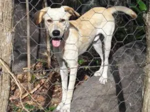 Cachorro raça SRD idade 2 anos nome Max