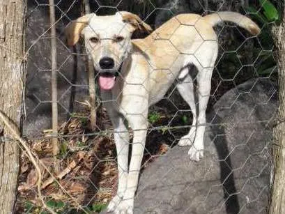 Cachorro ra a SRD idade 2 anos nome Max
