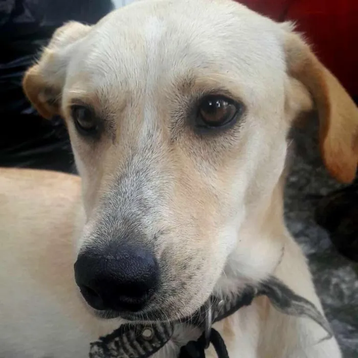 Cachorro ra a SRD idade 2 anos nome Max