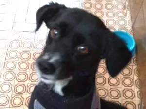 Cachorro raça SRD idade 5 anos nome TOPIC