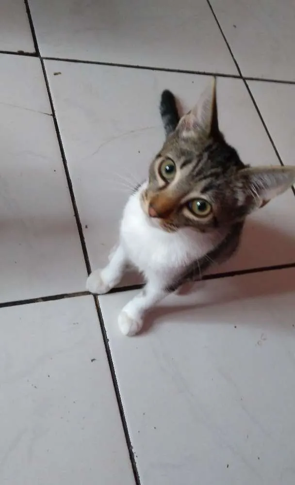 Gato ra a A mãe é Siamês idade 2 a 6 meses nome  Rajadinha