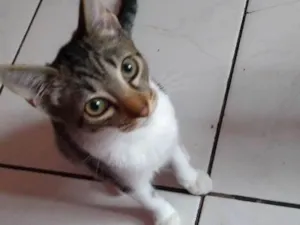 Gato raça A mãe é Siamês idade 2 a 6 meses nome  Rajadinha