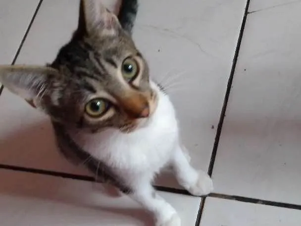 Gato ra a A mãe é Siamês idade 2 a 6 meses nome  Rajadinha