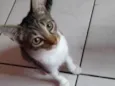 Rajadinha