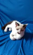 Gordo