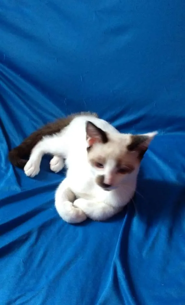 Gato ra a A mãe é Siamês idade 2 a 6 meses nome Gordo