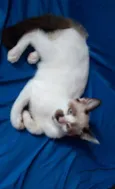 Gordo