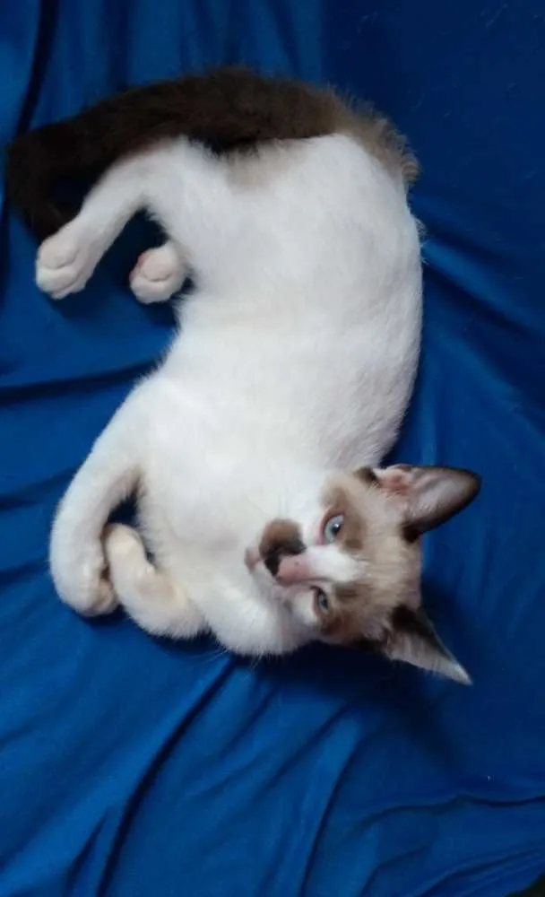 Gato ra a A mãe é Siamês idade 2 a 6 meses nome Gordo