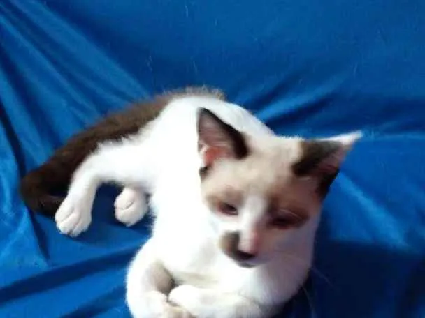 Gato ra a A mãe é Siamês idade 2 a 6 meses nome Gordo
