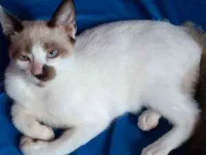 Gato raça A mãe é Siamês idade 2 a 6 meses nome Gordo